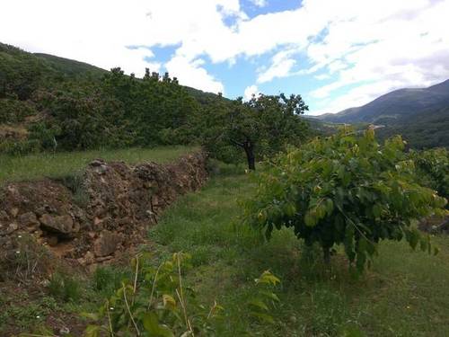 imagen 2 de Venta de finca en producción en Valle del Jerte (Cáceres)