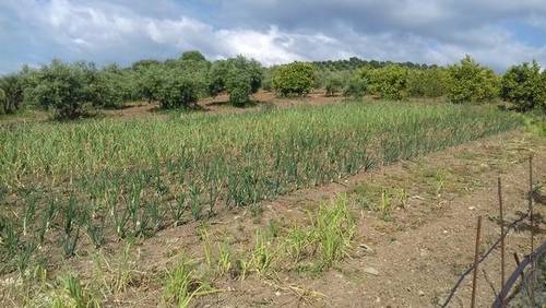 imagen 2 de Venta de olivar y viñedo en Prado del Rey (Cádiz)