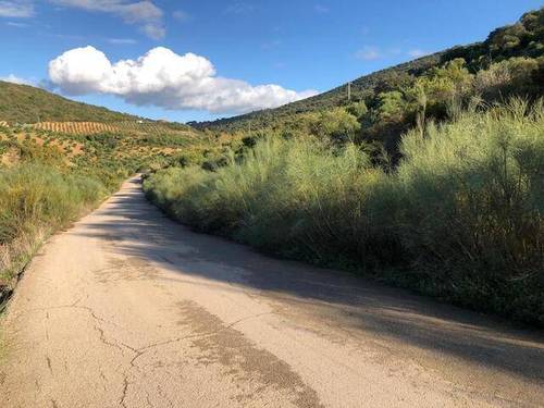 imagen 1 de Venta de olivar en Puerto Serrano (Cádiz)