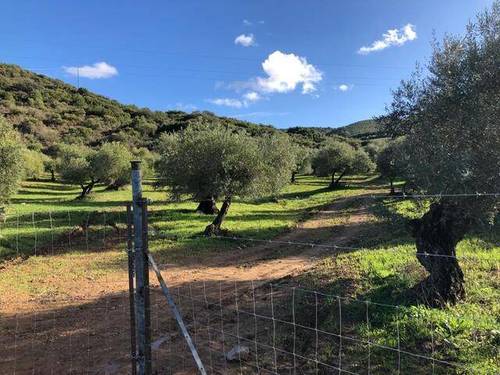 imagen 2 de Venta de olivar en Puerto Serrano (Cádiz)