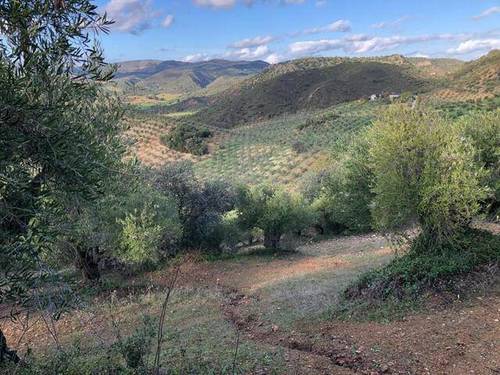imagen 3 de Venta de olivar en Puerto Serrano (Cádiz)