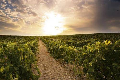 imagen 1 de Venta de viñedo en Sanlúcar de Barrameda (Cádiz)