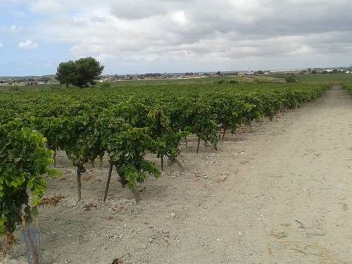 imagen 1 de Venta de finca con viñedo en El Puerto de Santa María (Cádiz)