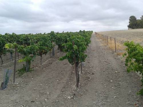 imagen 1 de Venta de finca con viñedo en El Puerto de Santa María (Cádiz)