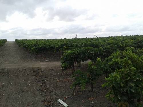 imagen 2 de Venta de finca con viñedo en El Puerto de Santa María (Cádiz)