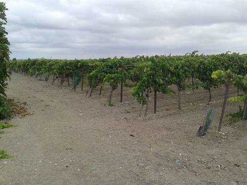 imagen 1 de Venta de finca con viñedo en El Puerto de Santa María (Cádiz)