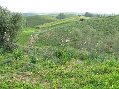 imagen 2 de Venta de preciosa finca en Arcos de la Frontera (Cádiz)