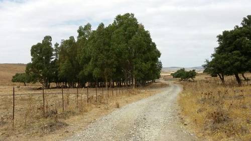 imagen 3 de Venta de gran finca en Alcalá de los Gazules (Cádiz)