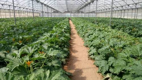 imagen 1 de Venta de finca con invernadero en Chipiona (Cádiz)