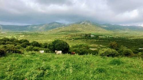 imagen 1 de Venta de finca "Monte Betis" en Tarifa (Cádiz)
