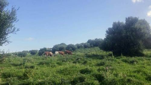 imagen 1 de Venta de finca "Monte Betis" en Tarifa (Cádiz)