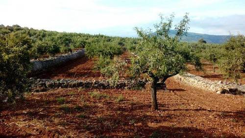 imagen 1 de Venta de finca de almendros en Ribera de Cabanes (Castellón)