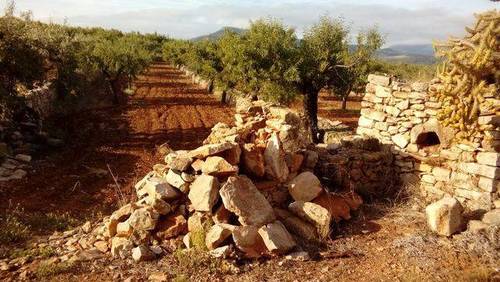 imagen 2 de Venta de finca de almendros en Ribera de Cabanes (Castellón)