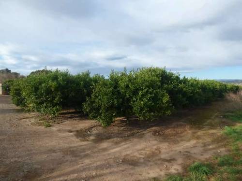 imagen 1 de Venta de preciosa finca de naranjos en Castellón de la Plana (Castellón)