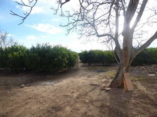 imagen 2 de Venta de preciosa finca de naranjos en Castellón de la Plana (Castellón)