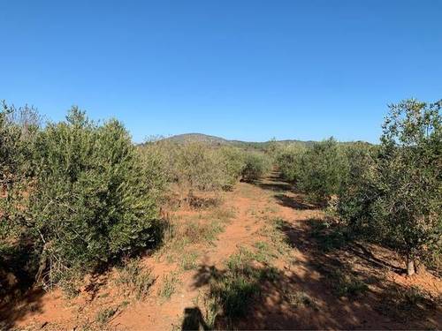 imagen 1 de Venta de olivar en Cabanes (Castellón)