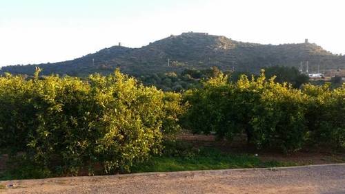 imagen 1 de Venta de huerta de mandarina en Almenara (Castellón)