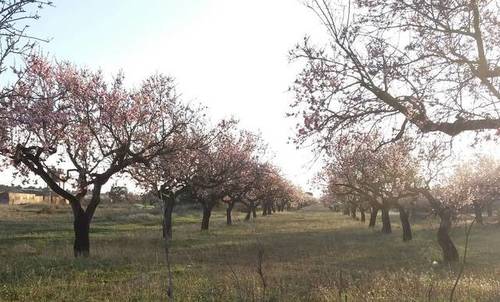 imagen 1 de Venta de finca de almendros en Benlloch (Castellón)