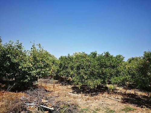 imagen 1 de Venta de finca de naranjos en Benicarló (Castellón)