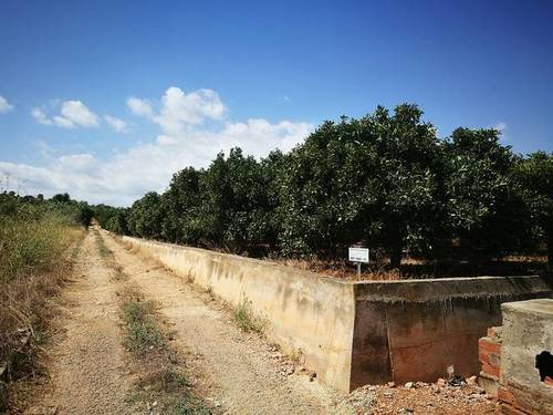 imagen 3 de Venta de finca de naranjos en Benicarló (Castellón)
