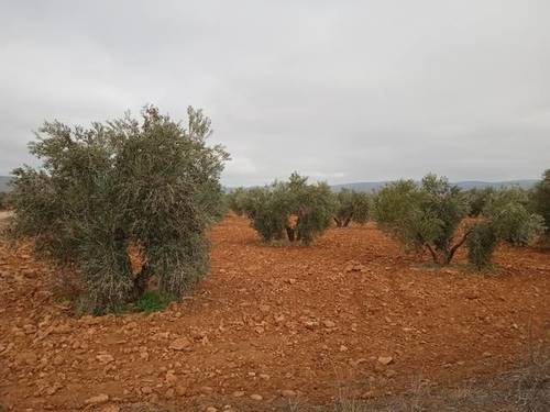 imagen 1 de Venta de finca olivar en Moral de Calatrava (Ciudad Real)