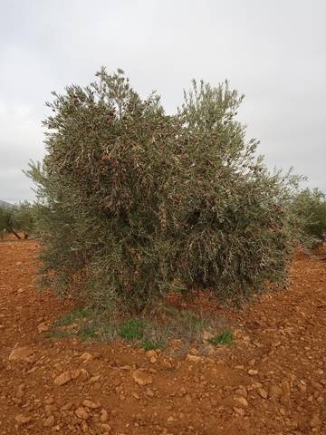 imagen 2 de Venta de finca olivar en Moral de Calatrava (Ciudad Real)
