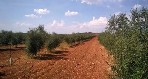 imagen 1 de Venta de finca olivar y viñedo en Valdepeñas (Ciudad Real)