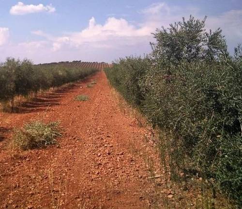 imagen 2 de Venta de finca olivar y viñedo en Valdepeñas (Ciudad Real)