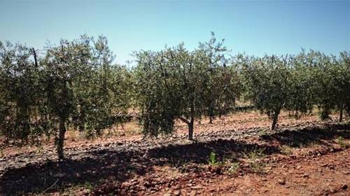 imagen 3 de Venta de finca olivar y viñedo en Valdepeñas (Ciudad Real)