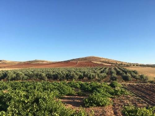 imagen 1 de Venta de magnífica finca olivar en Calzada de Calatrava (Ciudad Real)