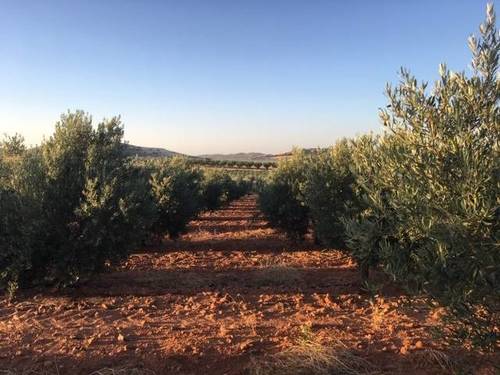 imagen 1 de Venta de magnífica finca olivar en Calzada de Calatrava (Ciudad Real)