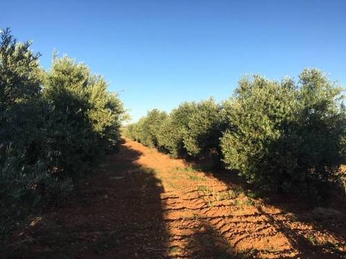 imagen 2 de Venta de magnífica finca olivar en Calzada de Calatrava (Ciudad Real)