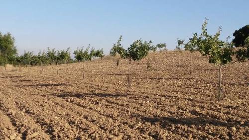imagen 1 de Venta de finca de pistachos en Manzanares (Ciudad Real)
