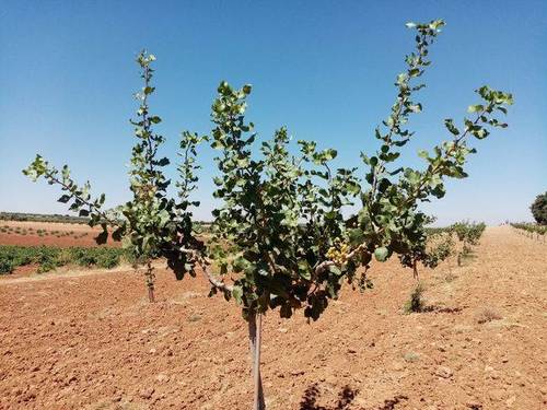 imagen 2 de Venta de finca de pistachos en Manzanares (Ciudad Real)