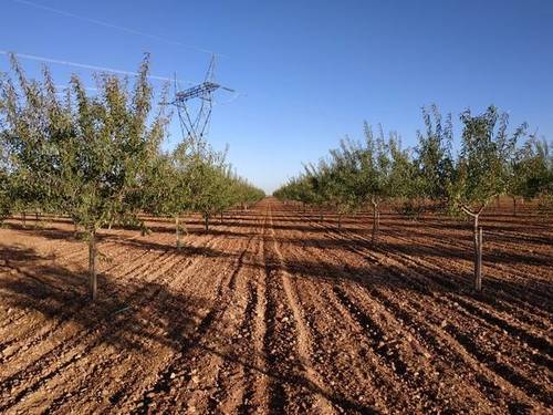 imagen 1 de Venta de finca de almendros en Manzanares (Ciudad Real)