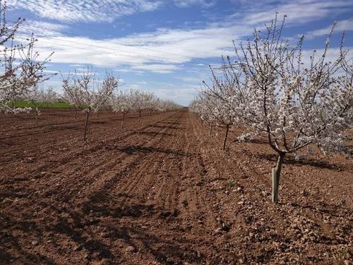 imagen 1 de Venta de finca de almendros en Manzanares (Ciudad Real)