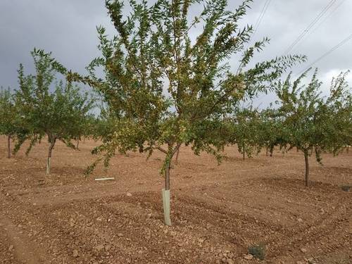 imagen 2 de Venta de finca de almendros en Manzanares (Ciudad Real)