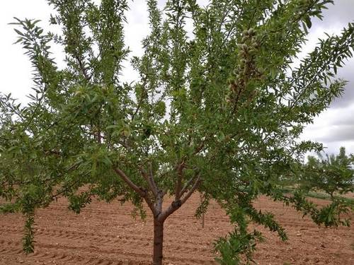 imagen 3 de Venta de finca de almendros en Manzanares (Ciudad Real)