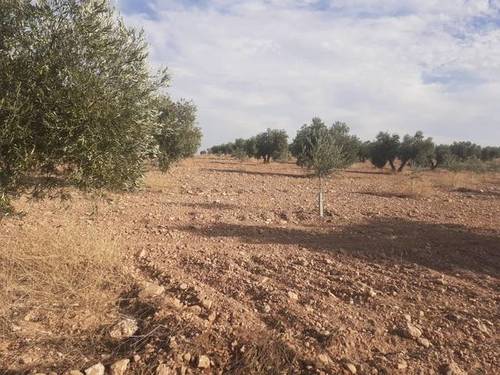 imagen 1 de Venta de olivar en Carrión de Calatrava (Ciudad Real)
