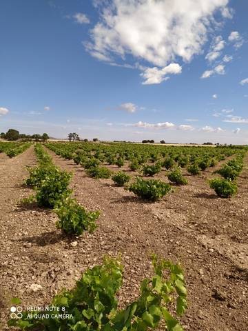 imagen 1 de Venta de viñedo con olivos en Herencia (Ciudad Real)