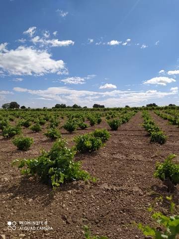 imagen 1 de Venta de viñedo con olivos en Herencia (Ciudad Real)