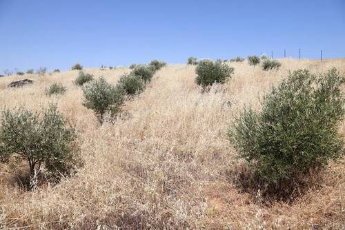 imagen 1 de Venta de bonita finca en Cabezarrubias del Puerto (Ciudad Real)