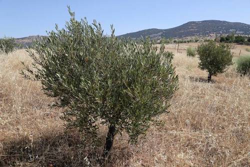 imagen 2 de Venta de bonita finca en Cabezarrubias del Puerto (Ciudad Real)