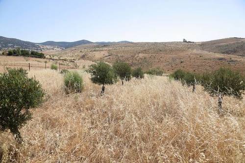 imagen 1 de Venta de bonita finca en Cabezarrubias del Puerto (Ciudad Real)