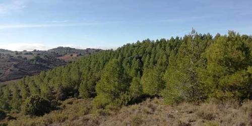 imagen 2 de Venta de Finca en Pedro Muñoz (Ciudad Real)