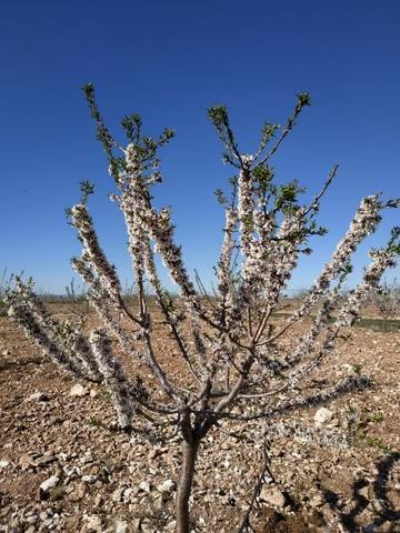 imagen 1 de Venta de finca de almendros en Manzanares (Ciudad Real)