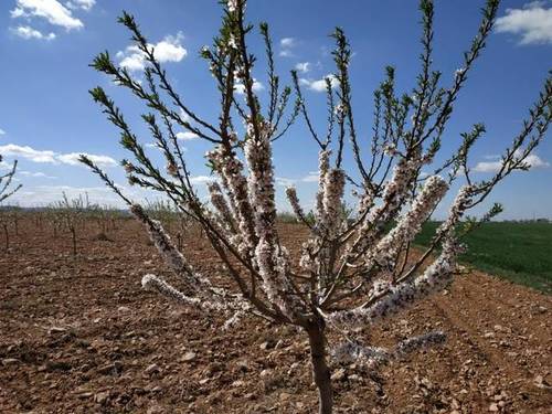 imagen 1 de Venta de finca de almendros en Manzanares (Ciudad Real)