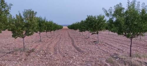 imagen 2 de Venta de finca de almendros en Manzanares (Ciudad Real)