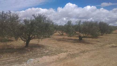 imagen 2 de Venta de finca olivar en Pedro Muñoz (Ciudad Real)