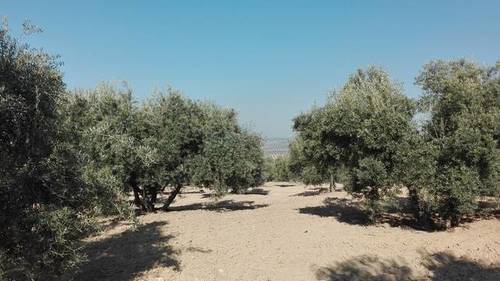 imagen 1 de Venta de finca olivar en Bujalance (Córdoba)